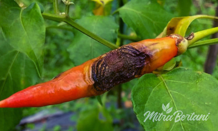 Mengatasi ANtraknosa di Musim Hujan