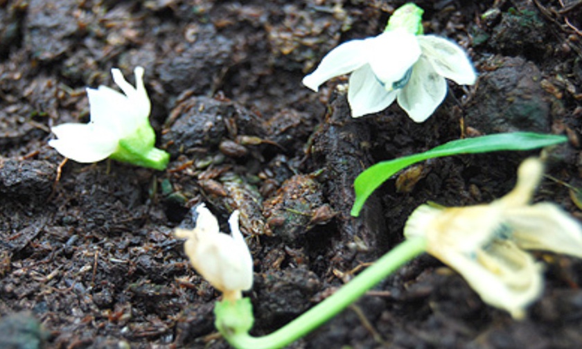 Mengatasi Bunga Rontok